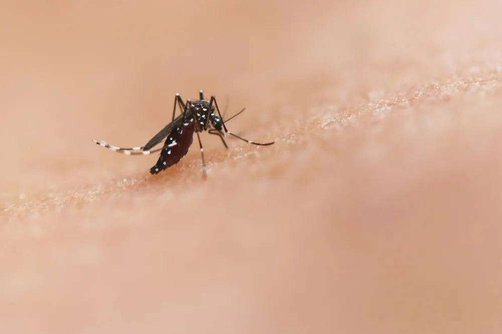 A close up of a mosquito on human skin
