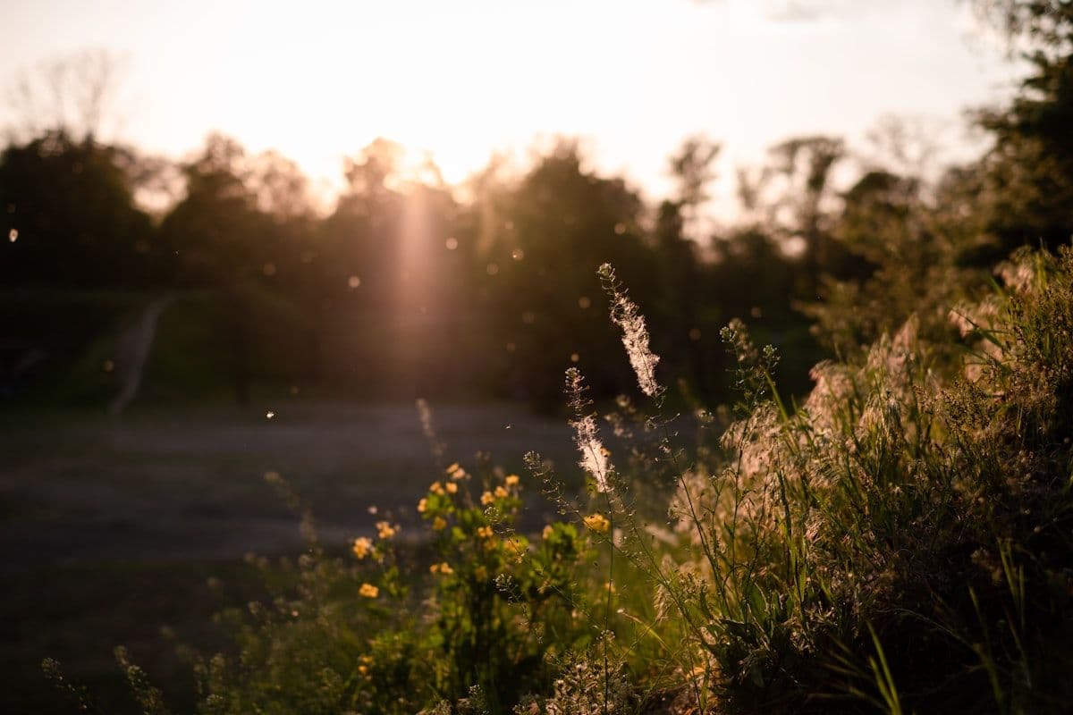 A field of long grass on a bright day