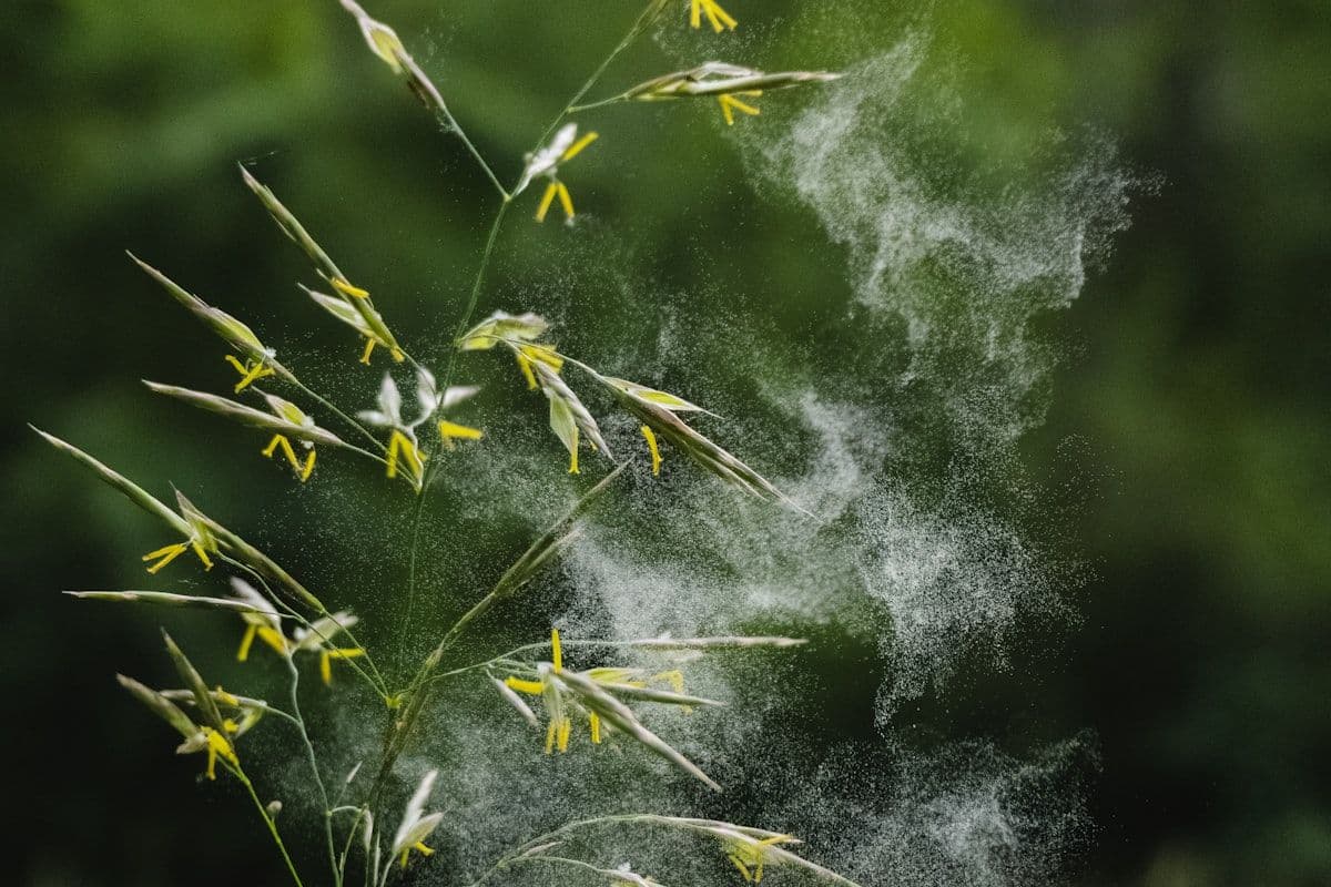 A plant releasing pollen into the air